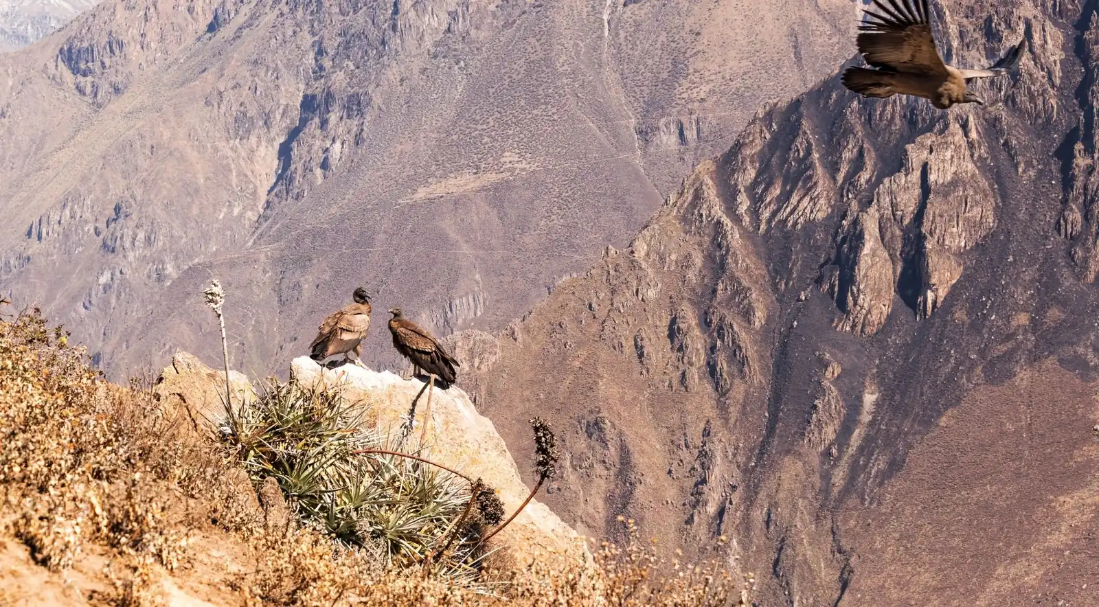 Andean condors perched on a rocky ledge above the canyon