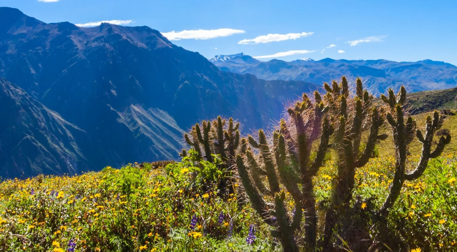 Cacti and flowering shrubs overlooking the canyon