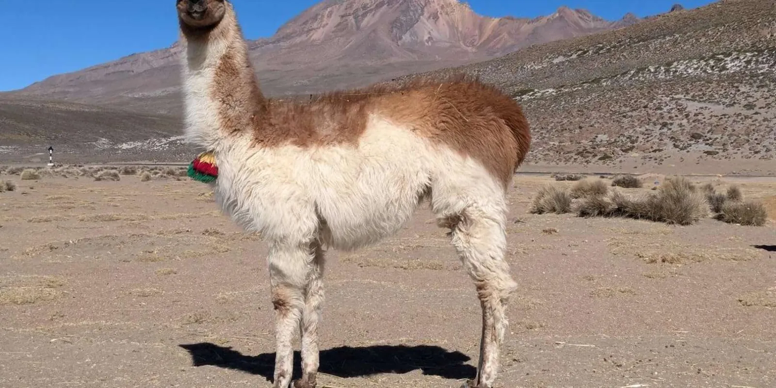 Llama in the Andean highlands
