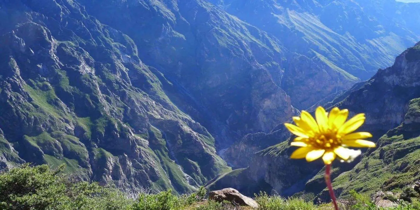 Flower on the edge of a canyon view