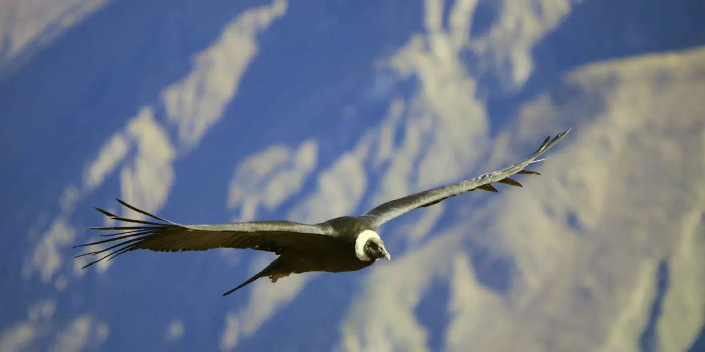 Condor soaring across the canyon