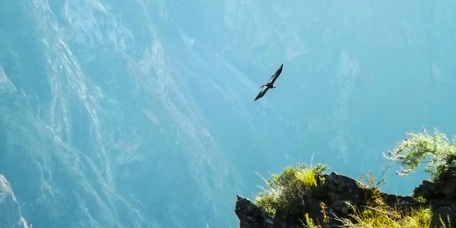 Condor over the canyon