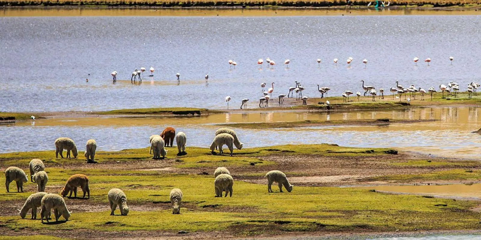 Camelids beside a highland wetland