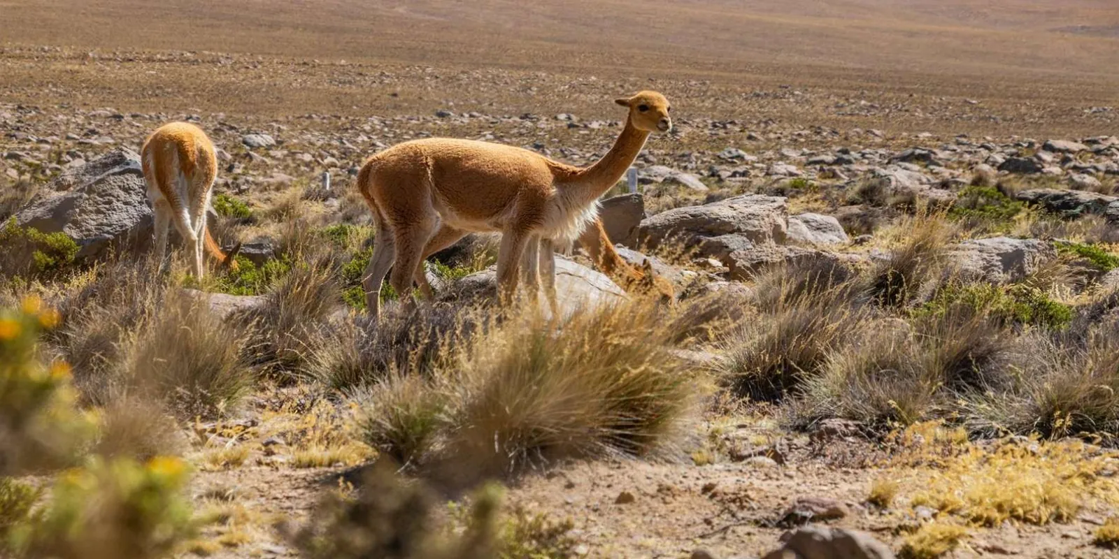 Vicuñas grazing on the high plateau