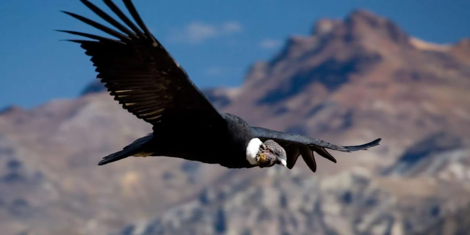 Andean condor in flight
