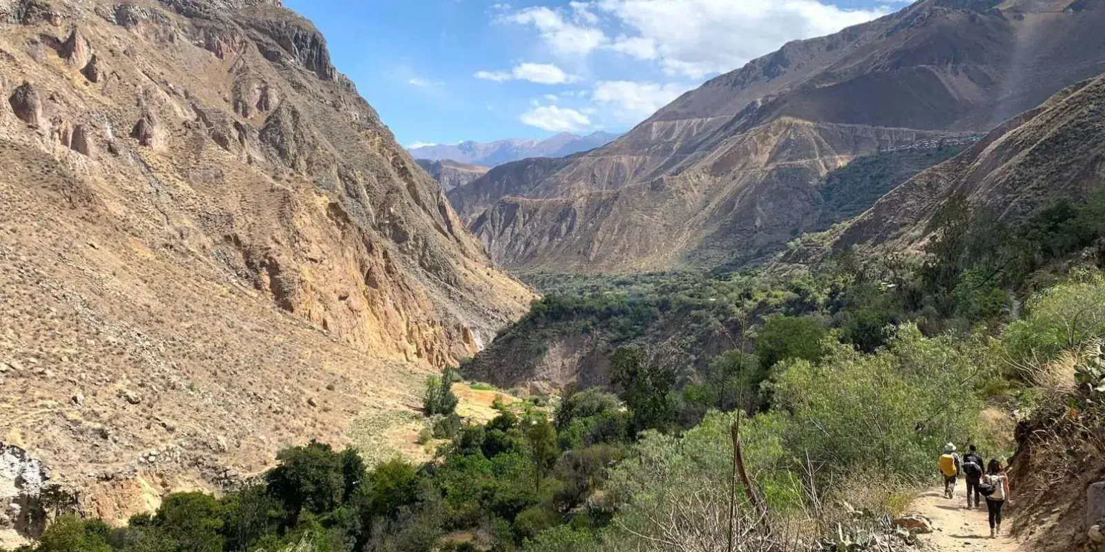 Green oasis beneath the canyon walls