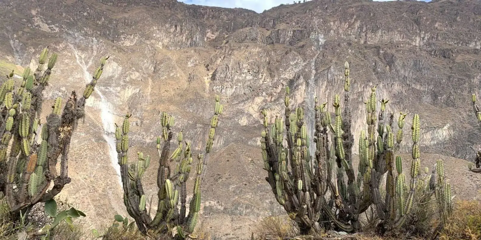 Cacti above Colca Canyon