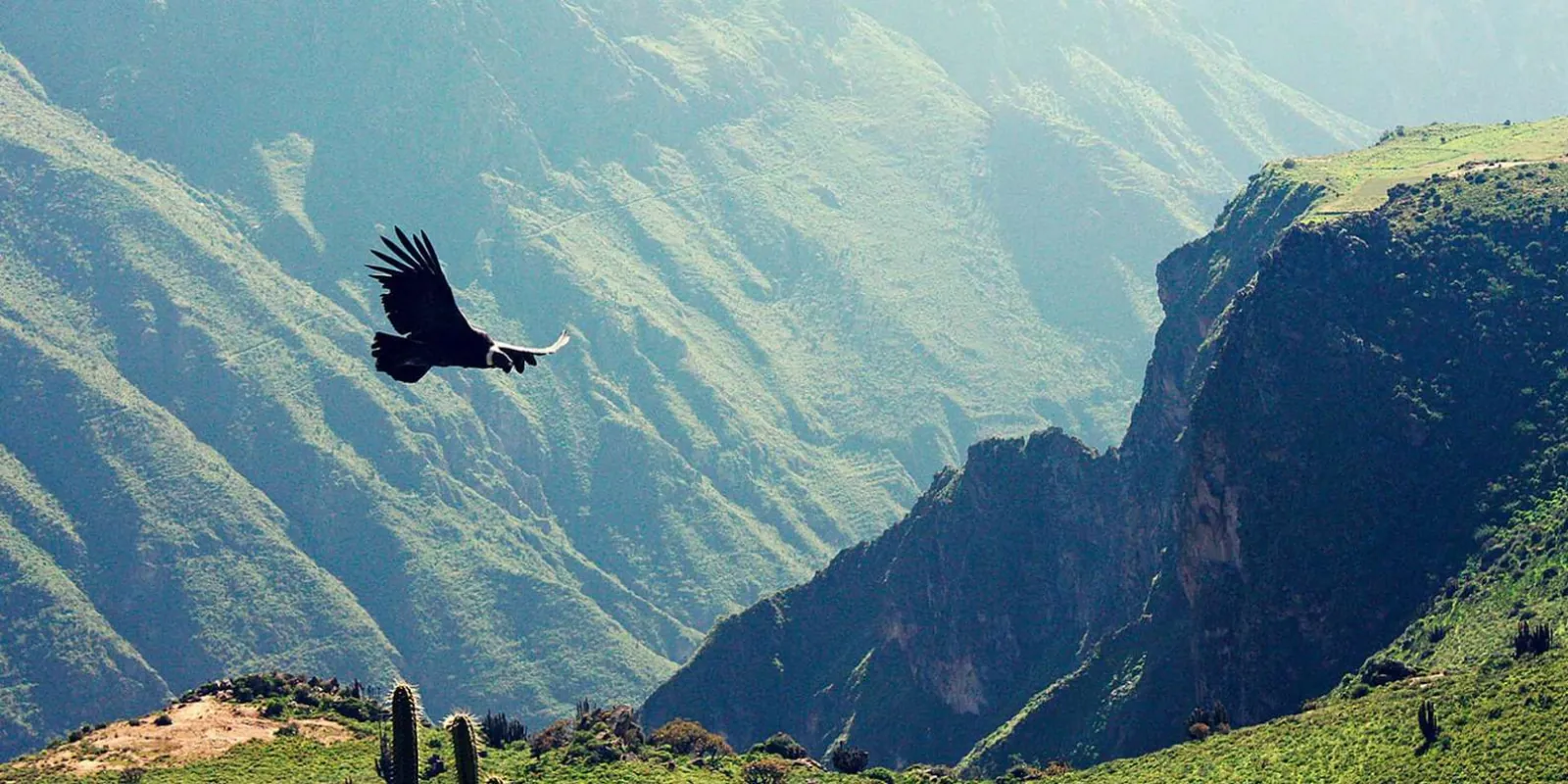 Destination context: condor above the canyon