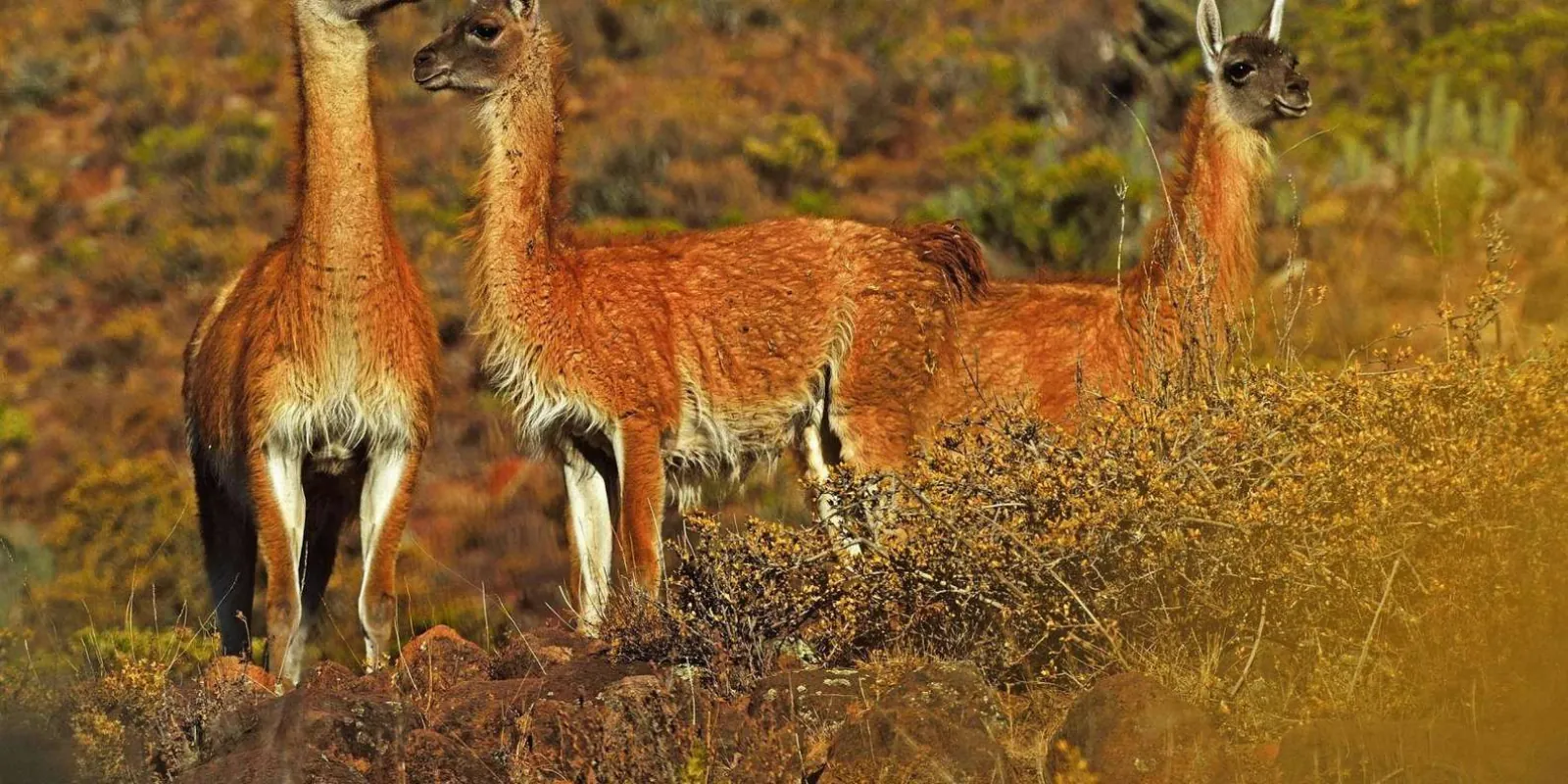 Vicuñas in the Andean landscape