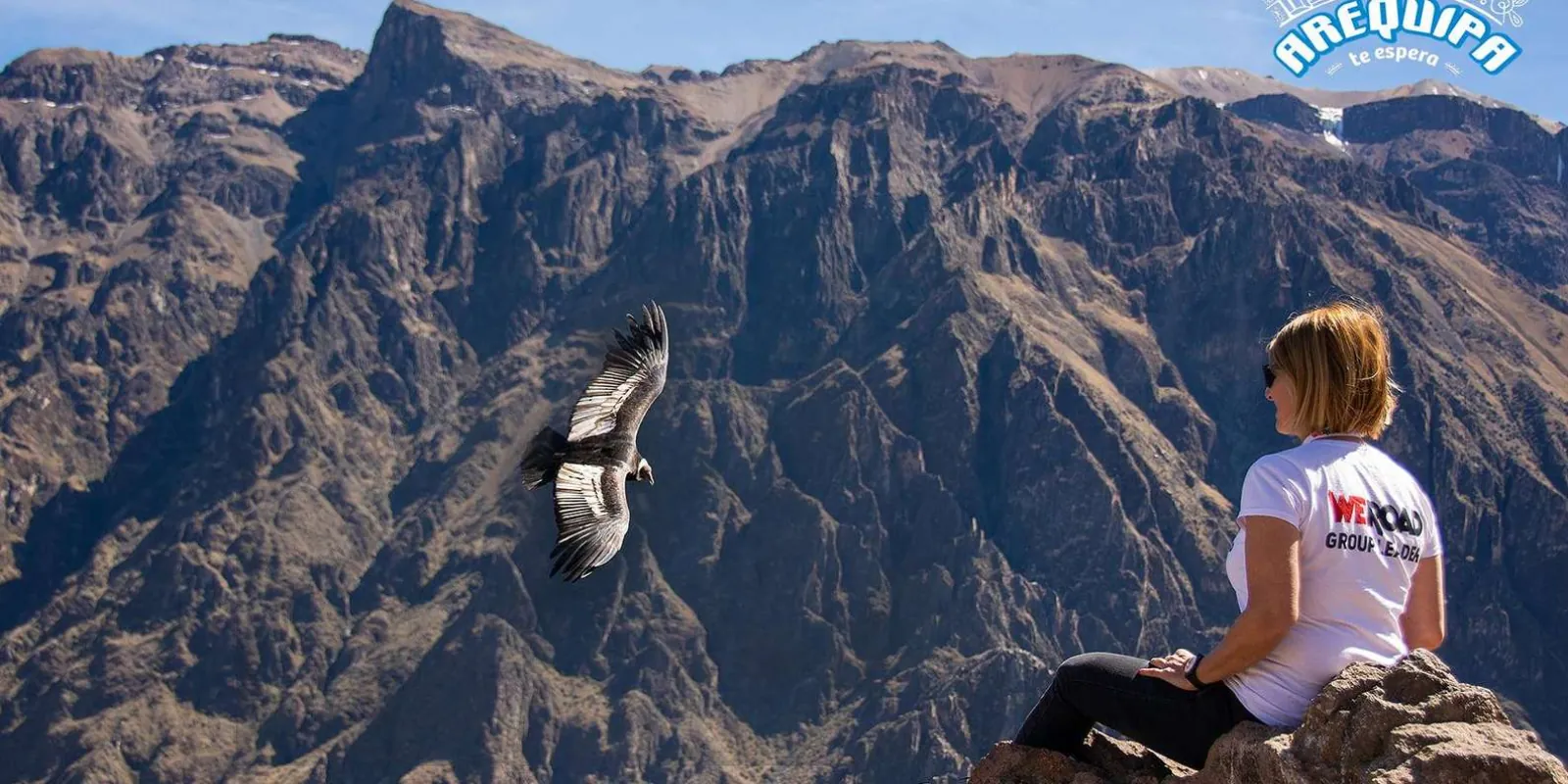 Condor above the canyon cliffs