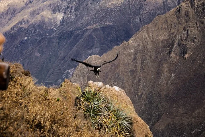 Condor gliding beside canyon cliffs