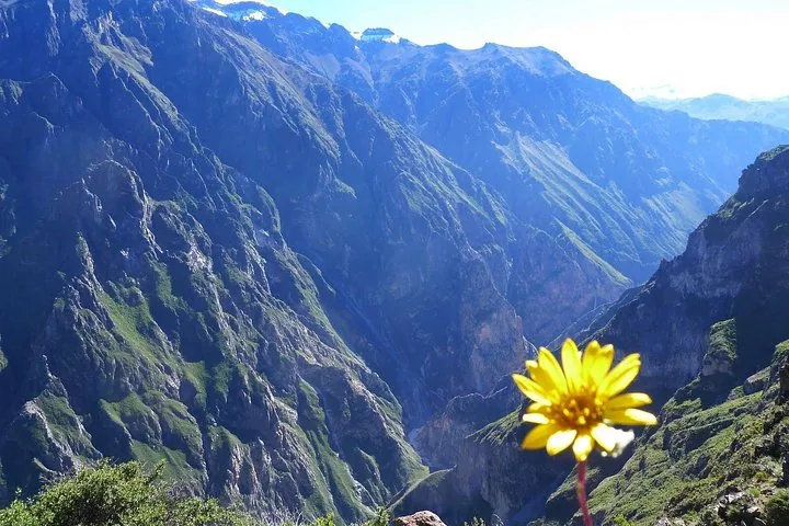 Flower above the canyon slopes